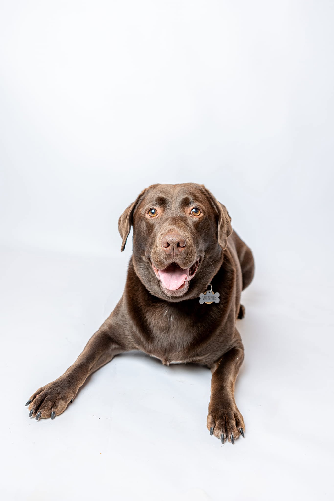 Labrador dog portrait